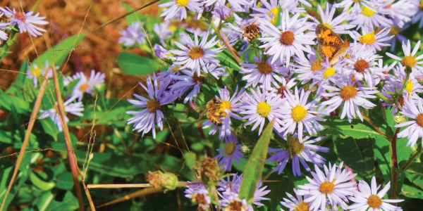 Gravesite Maintenance Options